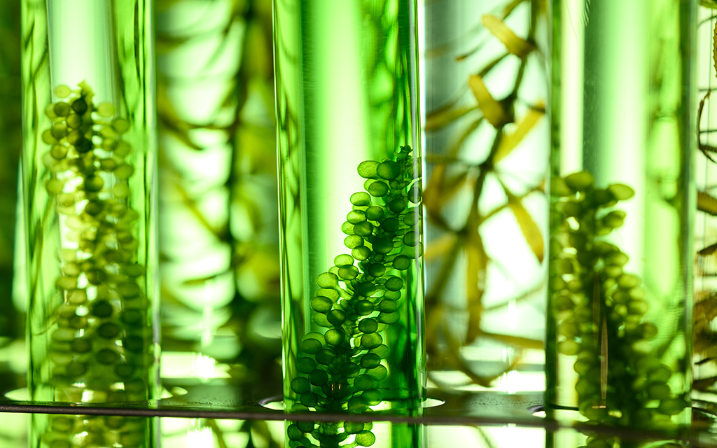 Algae in test tubes in a research laboratory